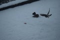 blackbirds fighting for and apple piece in the snow