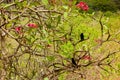 Blackbirds in a frangipani tree Royalty Free Stock Photo