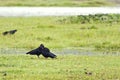 Blackbirds in a Meadow Royalty Free Stock Photo