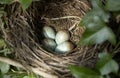 Blackbirds nest Royalty Free Stock Photo