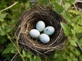 Blackbirds nest