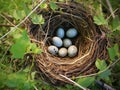 Ai Generated illustration Wildlife Concept of Blackbirds nest