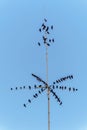 blackbirds perched on a rooftop antennae Royalty Free Stock Photo