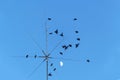 blackbirds perched on a rooftop antennae Royalty Free Stock Photo