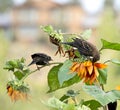 Blackbirds and Sunflowers Royalty Free Stock Photo