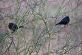 Blackbirds Royalty Free Stock Photo