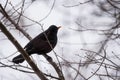 Blackbirdturdus merula in the tree in the cold season.
