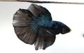 Blackblue Light Bettafish Royalty Free Stock Photo