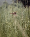 Blackbreasted weaver nest making Royalty Free Stock Photo