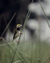 Blackbreasted weaver nest making Royalty Free Stock Photo