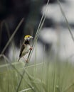 Blackbreasted weaver nest making Royalty Free Stock Photo