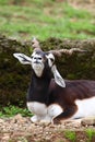 Blackbuck