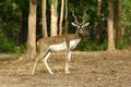 Blackbuck Royalty Free Stock Photo