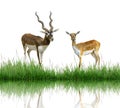 Blackbuck Royalty Free Stock Photo