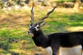 Blackbuck