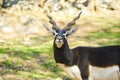 Blackbuck