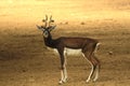 Blackbuck