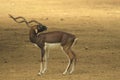 Blackbuck