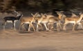 The blackbuck aka Antilope cervicapra is animal of desert areas of Pakistan