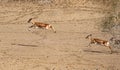 The blackbuck aka Antilope cervicapra is animal of desert areas of Pakistan