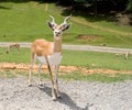 Blackbuck Antelope