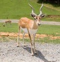 Blackbuck Antelope Royalty Free Stock Photo