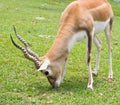 Blackbuck Antelope Royalty Free Stock Photo