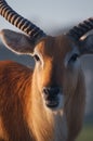 Blackbuck Antelope Royalty Free Stock Photo