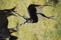 Blackbuck antelope (antilope cervicapra)