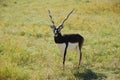 Blackbuck antelope (antilope cervicapra) Royalty Free Stock Photo