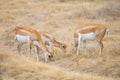 Blackbuck Antelope Herd