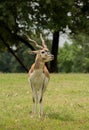 Blackbuck antelope with long curved horns