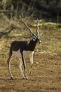 Blackbuck Antelope male walking in open woodland terrain Royalty Free Stock Photo