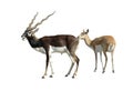 Blackbuck Antelope Pair Isolated Royalty Free Stock Photo