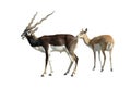 Blackbuck Antelope Pair Isolated