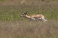 Blackbuck Antelope running in Pampas plain environment, La Pampa