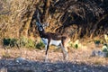 Blackbuck Antelope Royalty Free Stock Photo