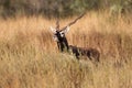 Blackbuck antelope in yellow grass Royalty Free Stock Photo