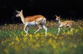 BLACKBUCK ANTILOPE antilope cervicapra, FEMALE WITH CALF IN MEADOW Royalty Free Stock Photo