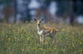BLACKBUCK ANTILOPE antilope cervicapra, YOUNG WITH FLOWERS Royalty Free Stock Photo