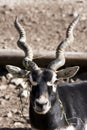 Blackbuck (Antilope cervicapra)