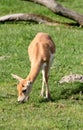 Cute blackbuck fawn Royalty Free Stock Photo