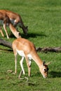 Cute blackbuck fawn Royalty Free Stock Photo