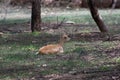 Blackbuck Antilope cervicapra Fawn resting in the shade