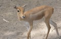Blackbuck Antilope cervicapra Female Royalty Free Stock Photo