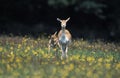 BLACKBUCK ANTILOPE antilope cervicapra, FEMALE WITH YOUNG Royalty Free Stock Photo