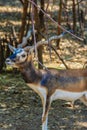 Blackbuck Antilope cervicapra or Indian antelope Royalty Free Stock Photo