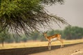 Blackbuck or antilope cervicapra or indian antelope closeup with side profile at forest of central india