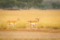 Blackbuck or antilope cervicapra or indian antelope group or family in open field and natural scenic grassland of tal chhapar Royalty Free Stock Photo