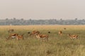 Blackbuck or antilope cervicapra or indian antelope group in open field and grassland of tal chhapar sanctuary rajasthan india Royalty Free Stock Photo
